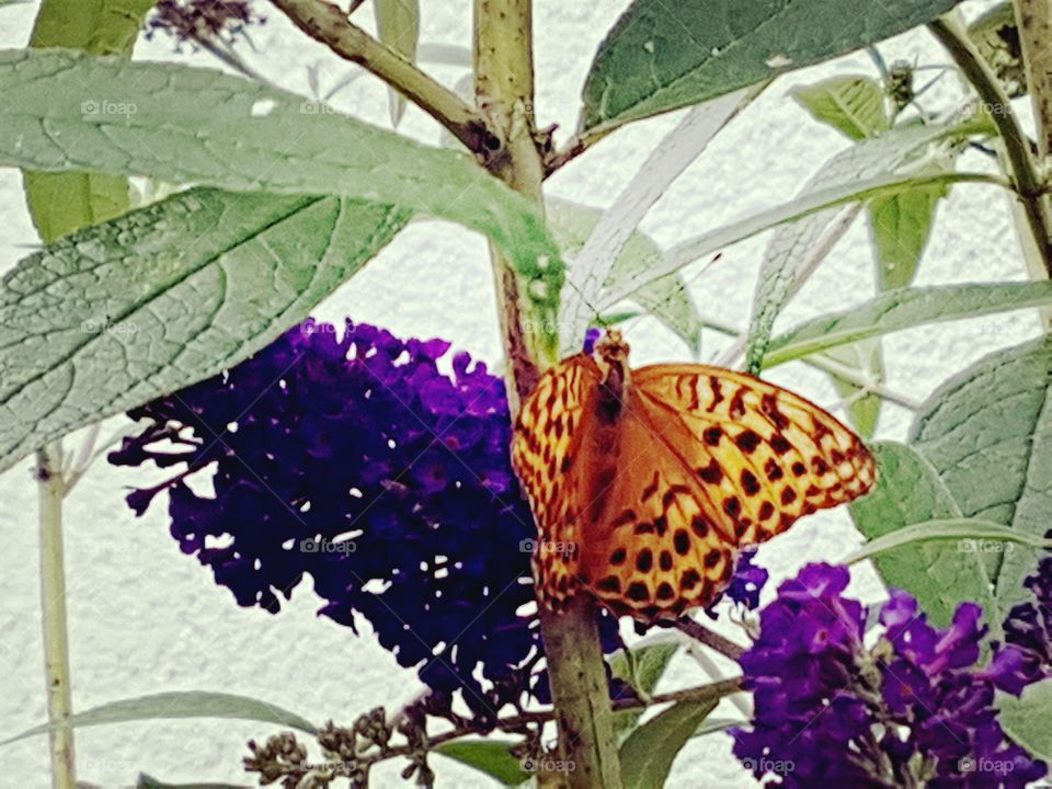 Schmetterling