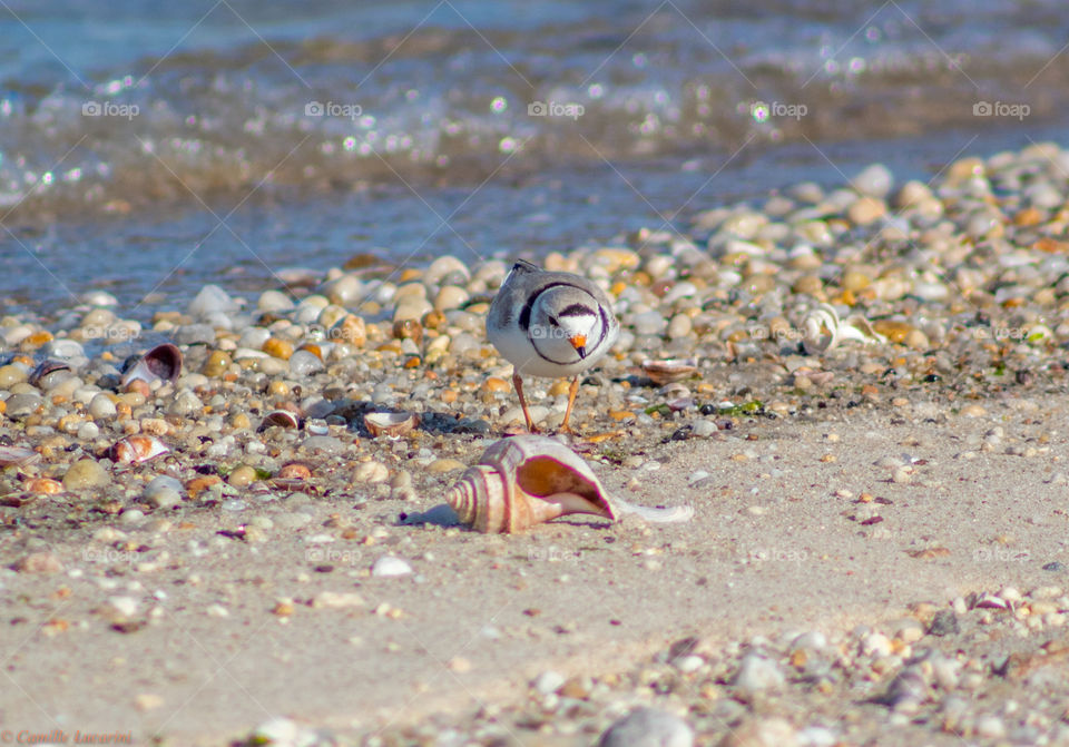 The Piping Plover who is still on the endangered species list.