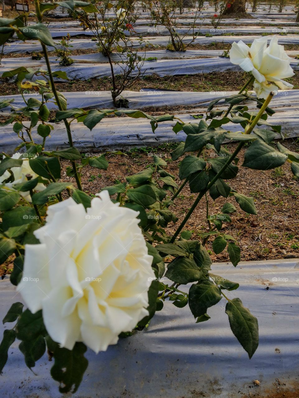 Beauty of White Rose