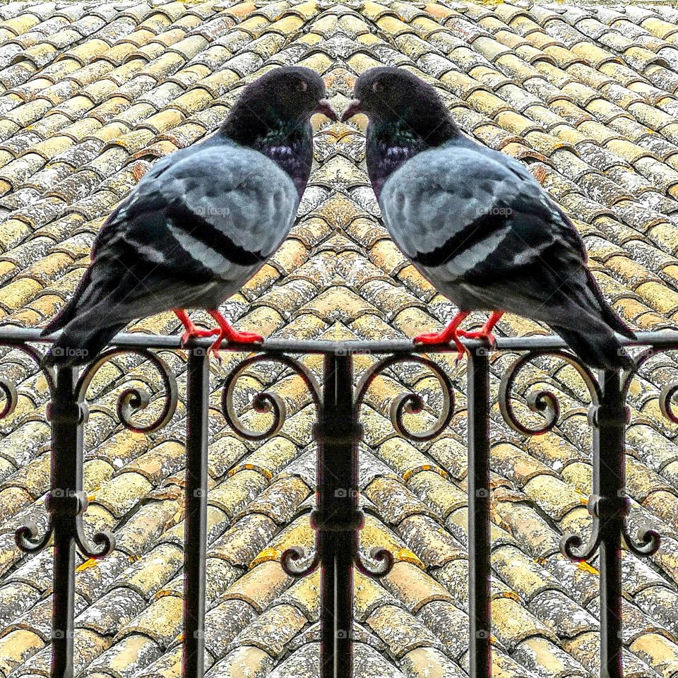 Pigeons