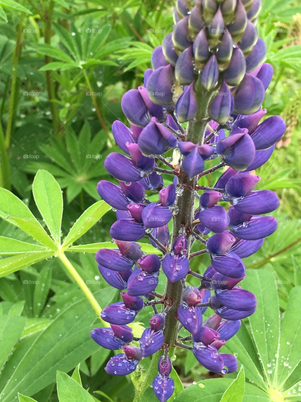 Purple lupin