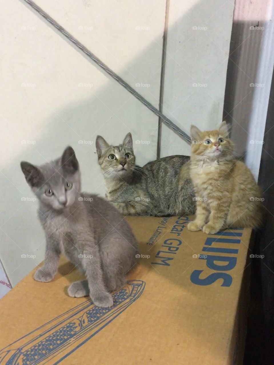 Rescue kittens with momma cat