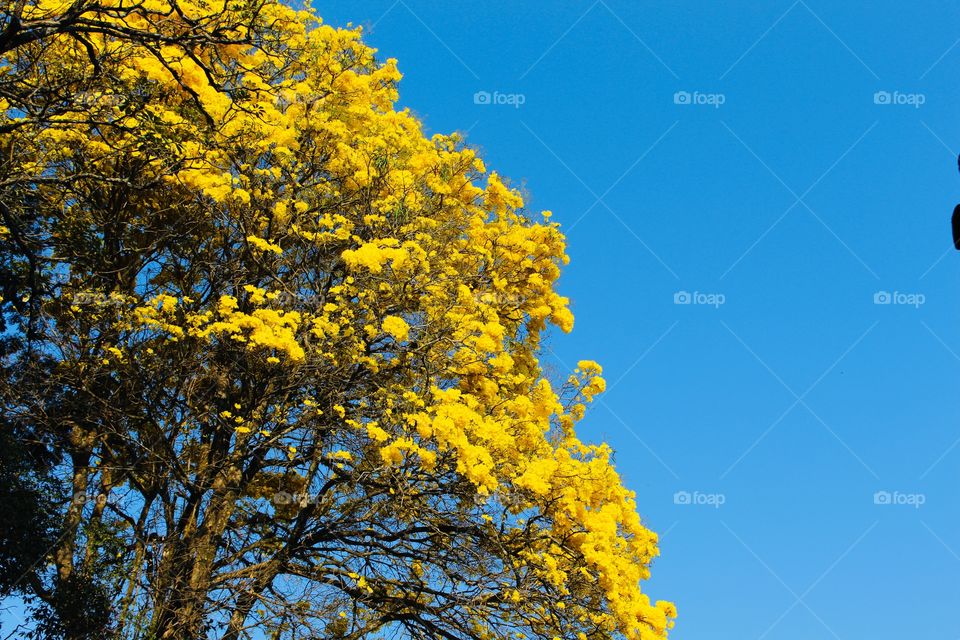 Yellow Ipê Tree in Contrast to Blue Sky