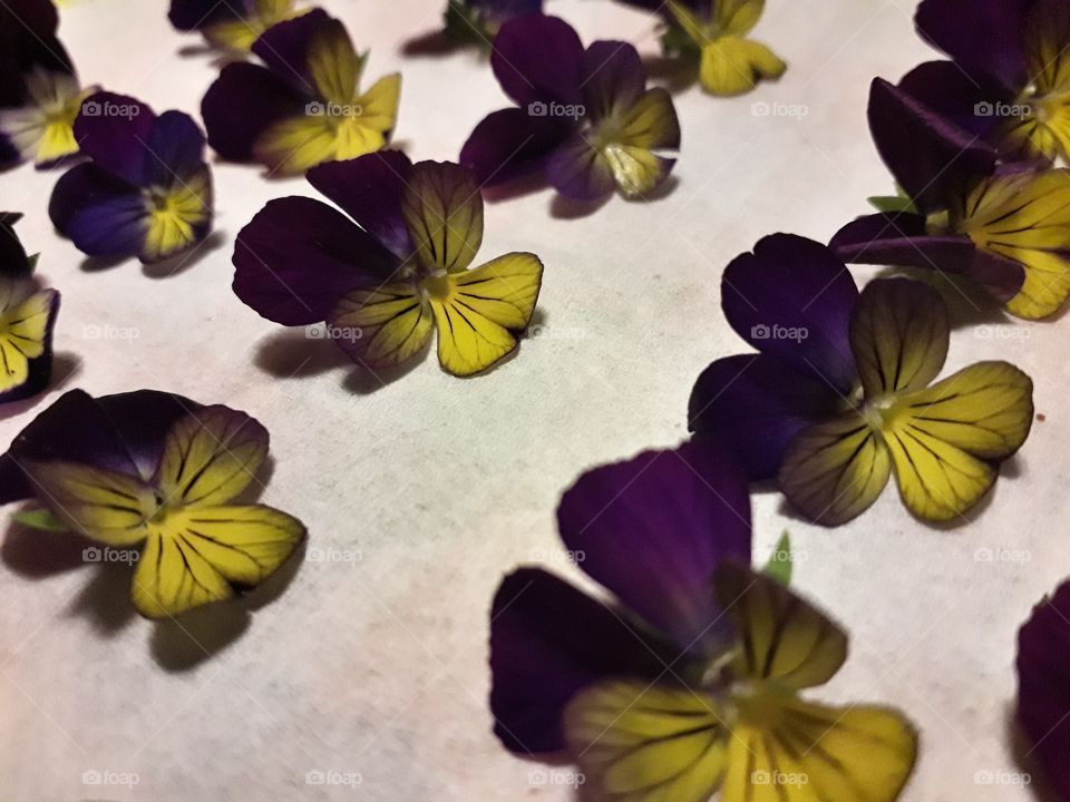 violets