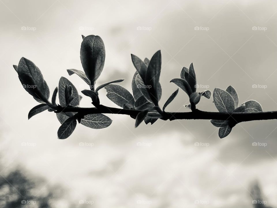 Fresh new leaf buds opening on a willow
