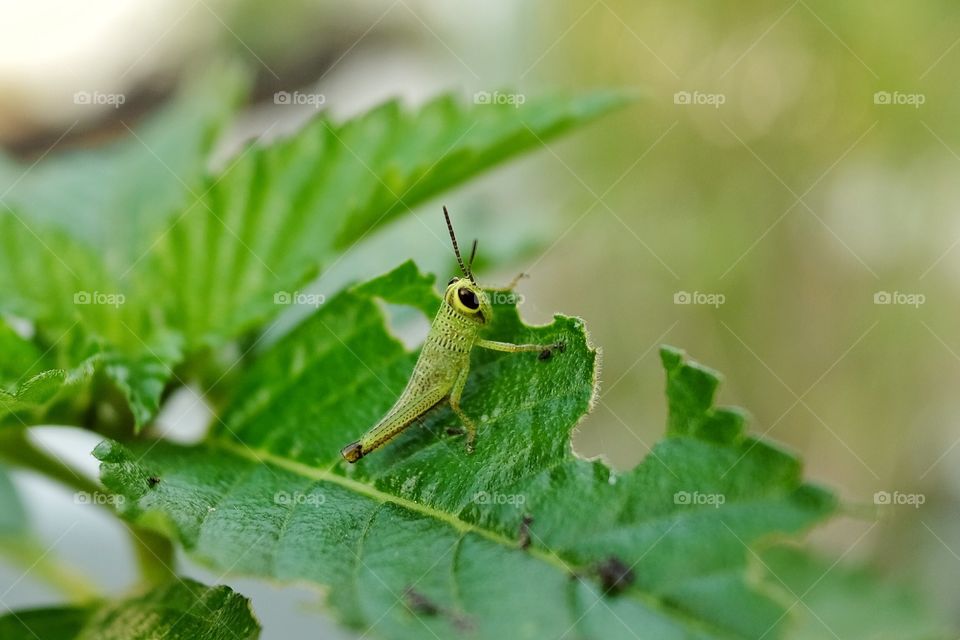 Grasshopper on damaged leaf