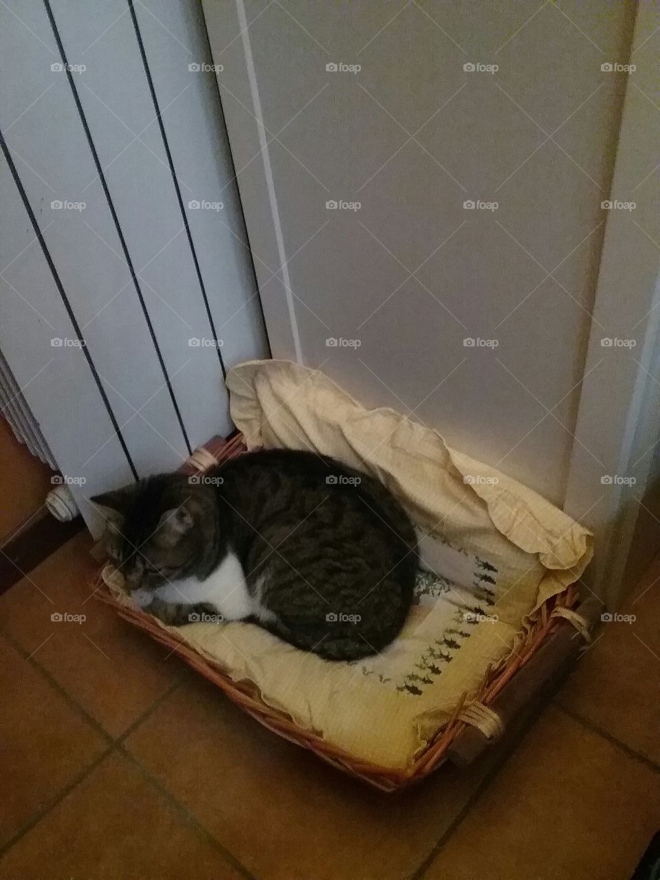 gattino Deki a riposo nella sua cuccia