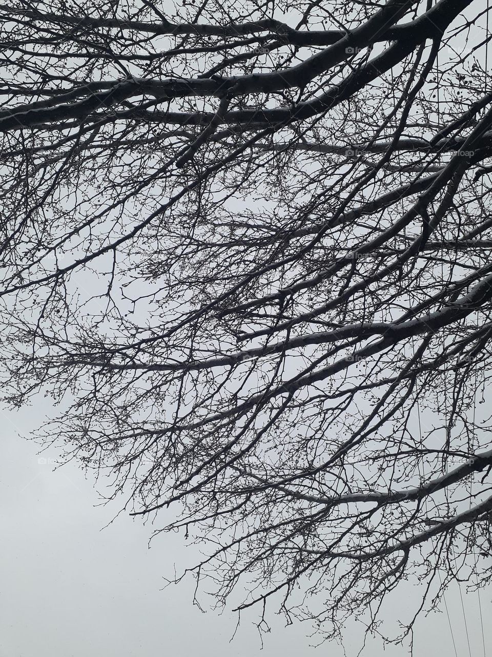 Snow Covered Branches