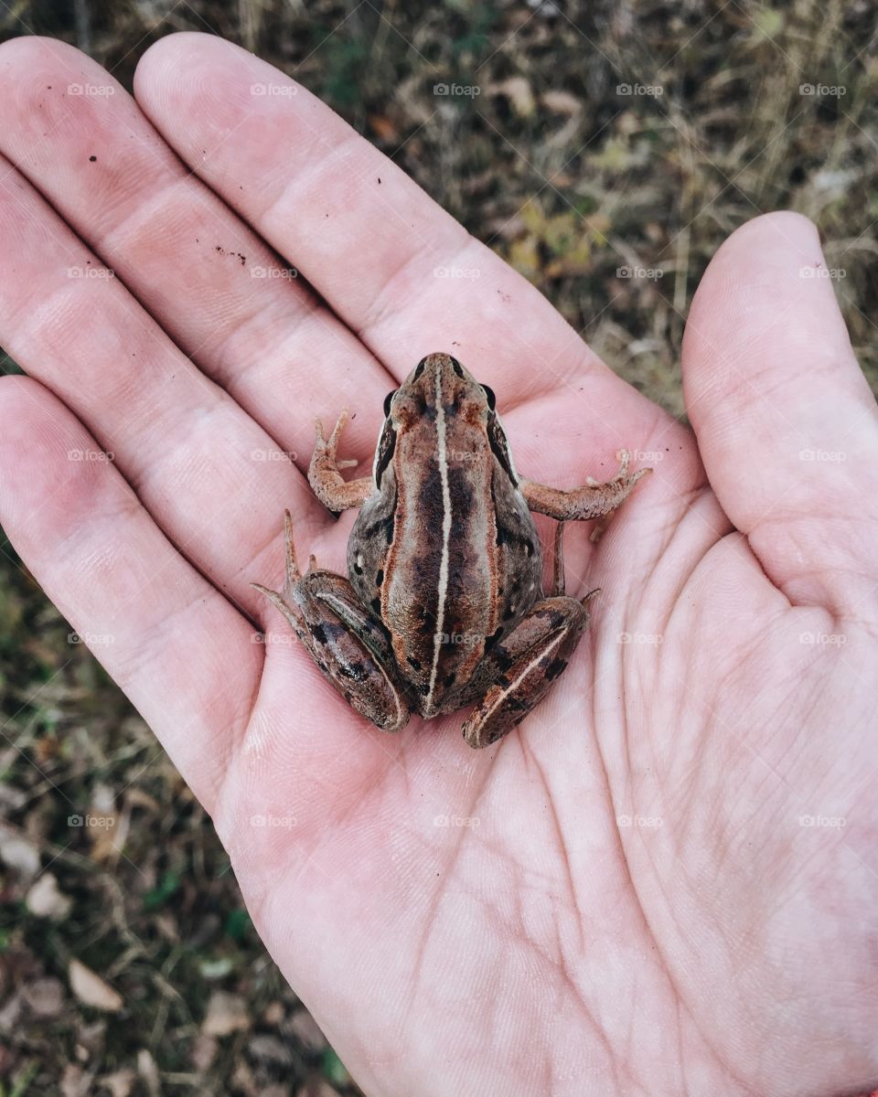 Hand holding a wood frog