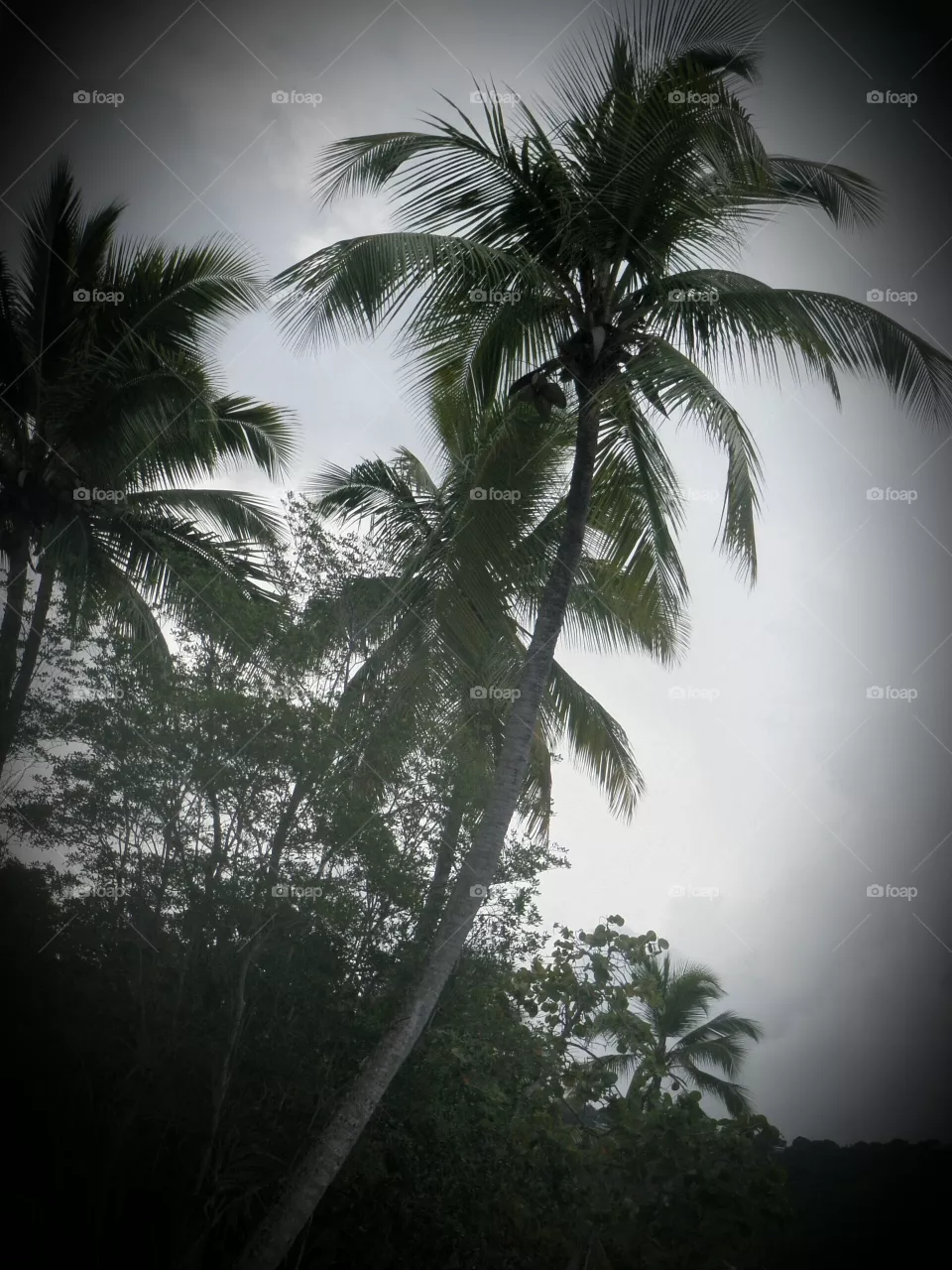 Palm Beach