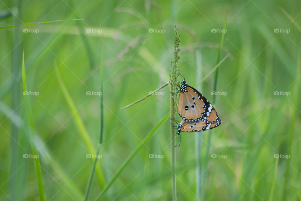 Mating butterfly’s 