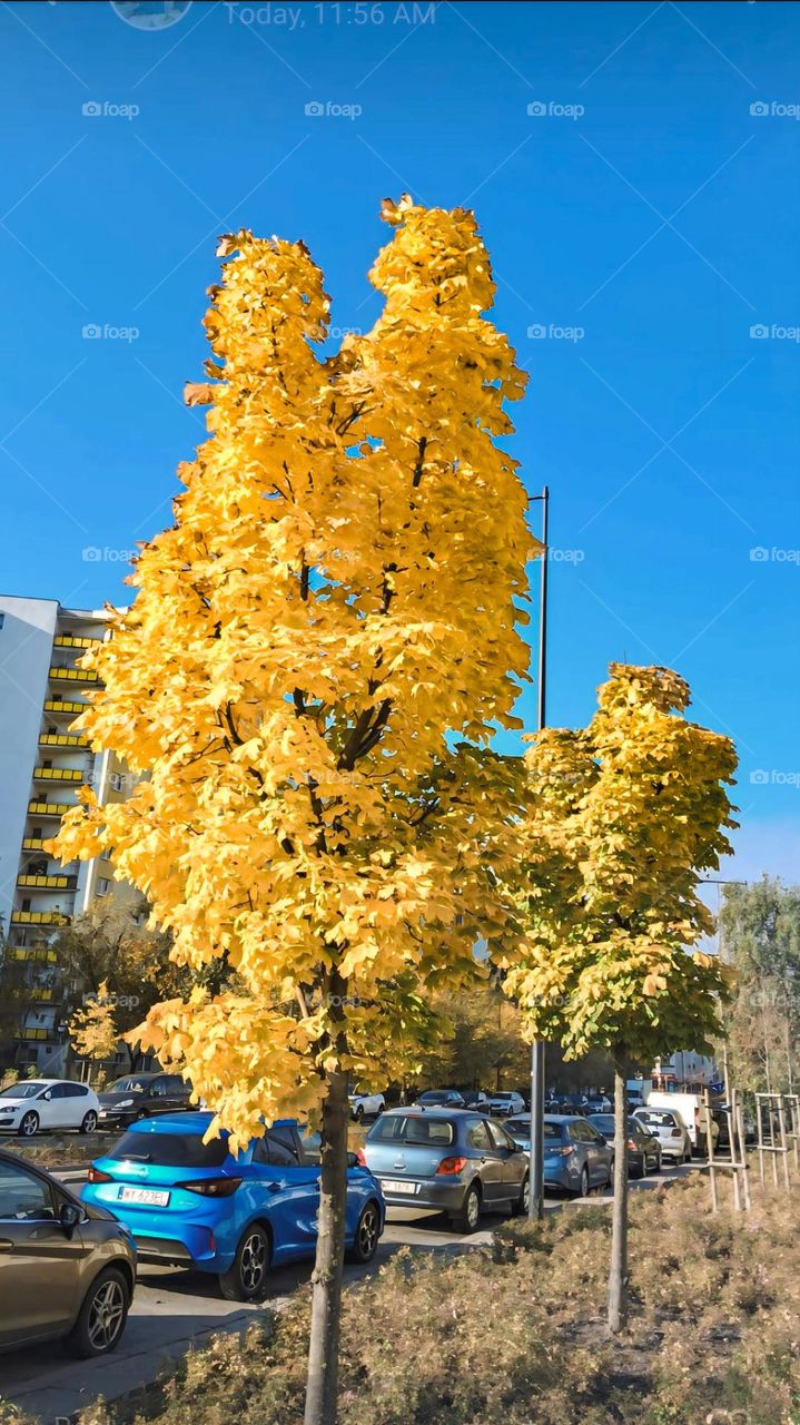 Golden Maple Tree Fall Colors
