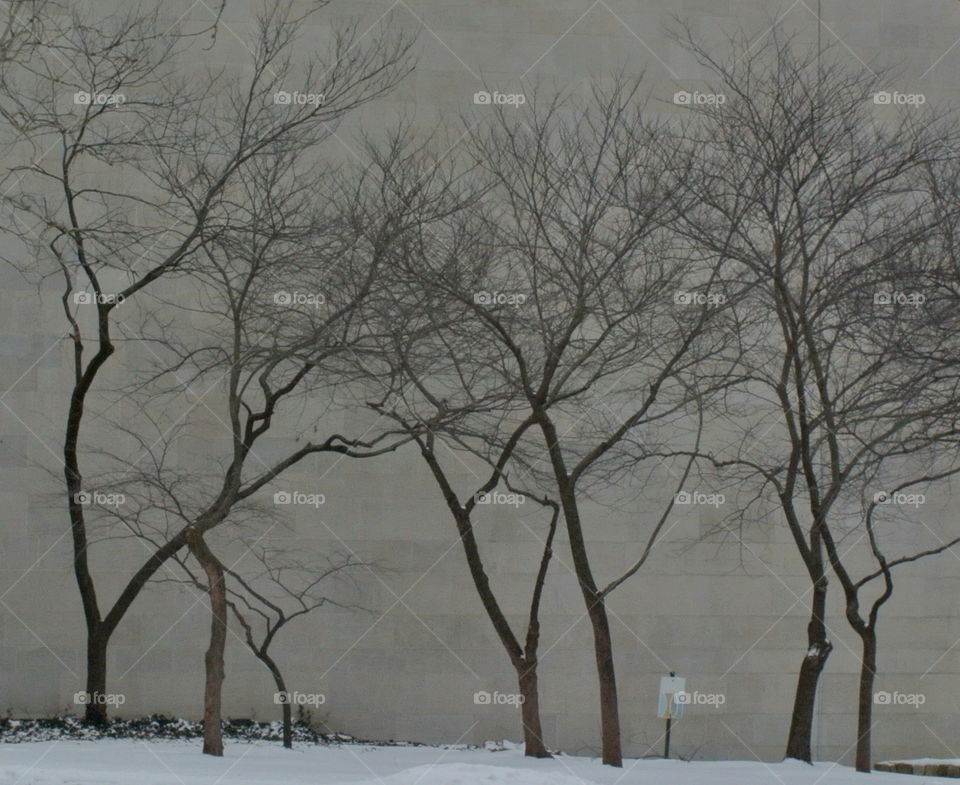 Bare trees. Bare trees agains a brick wall