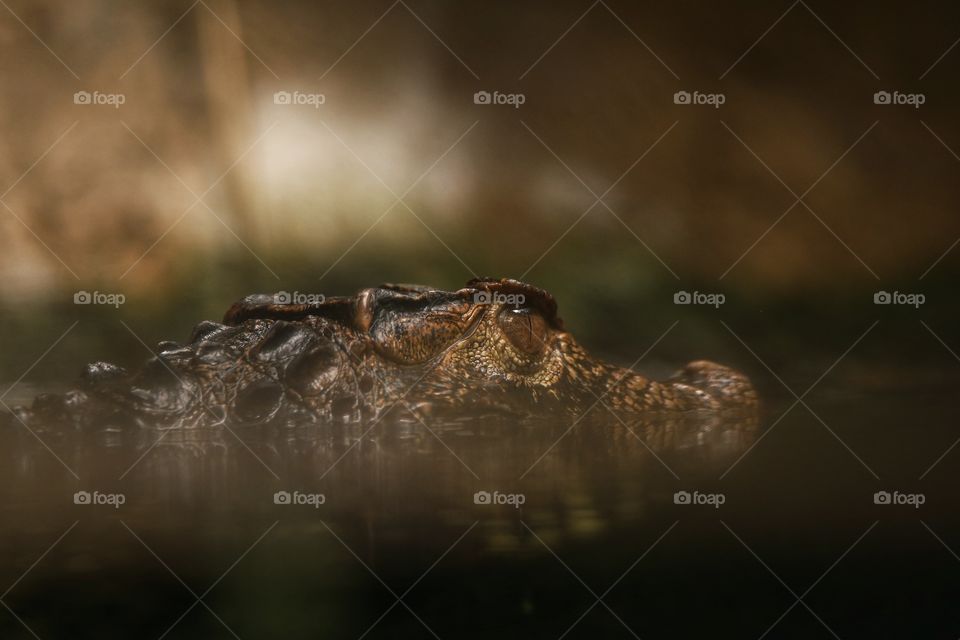 caimano