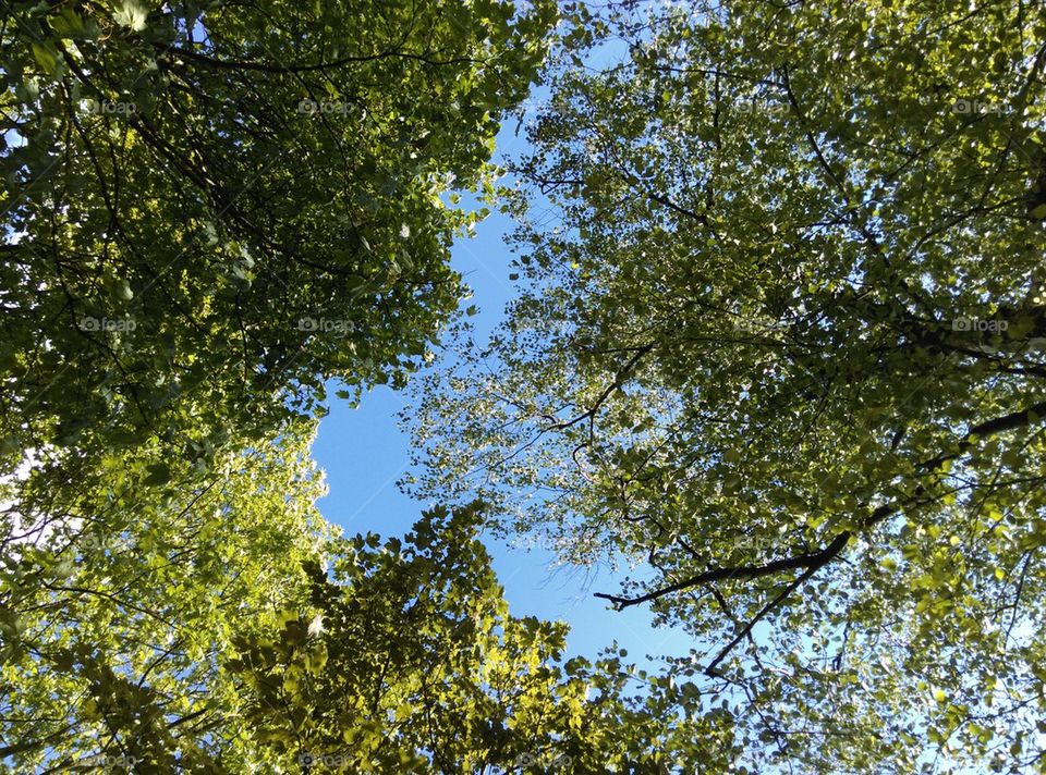 Looking up at green tree branches