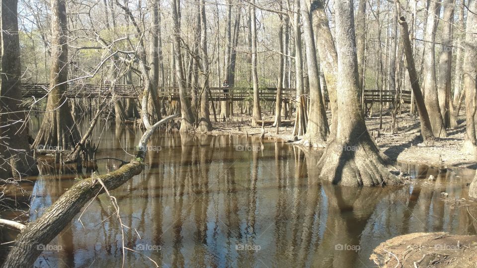 Nature, Water, Wood, Tree, River