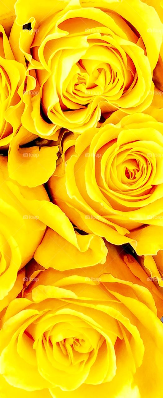 Yellow Roses Close-up