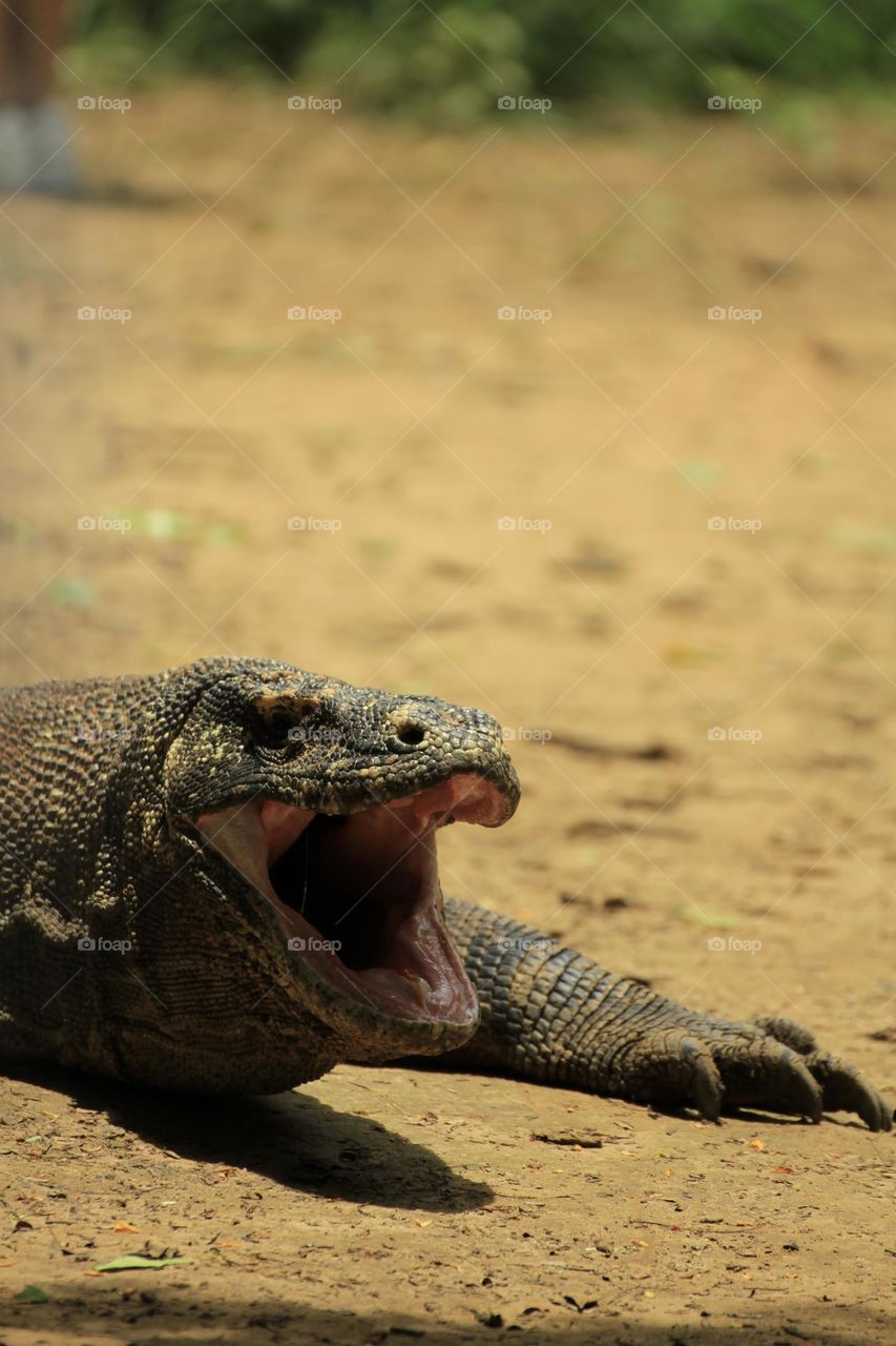 Komodo, the giant lizard 
