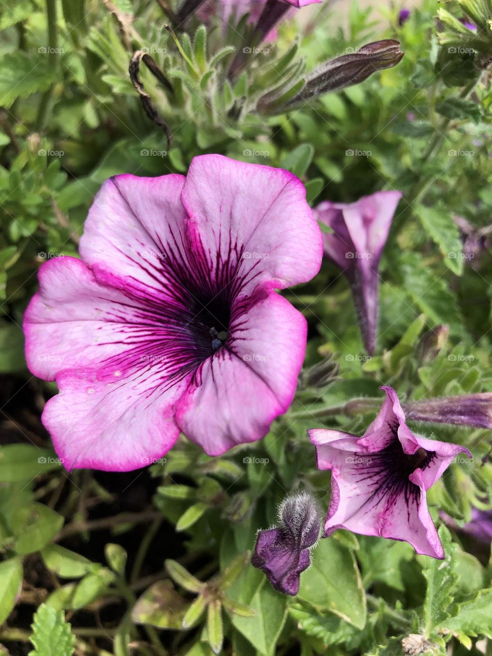 Purple petunia flower blossom growing in backyard container gardening patio plants blooming buds