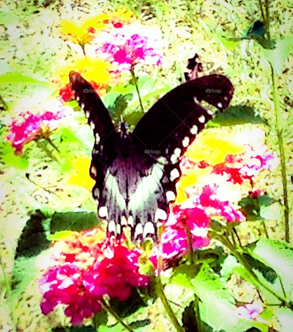 Butterfly