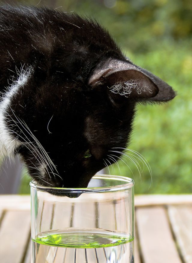 cat sniffing
