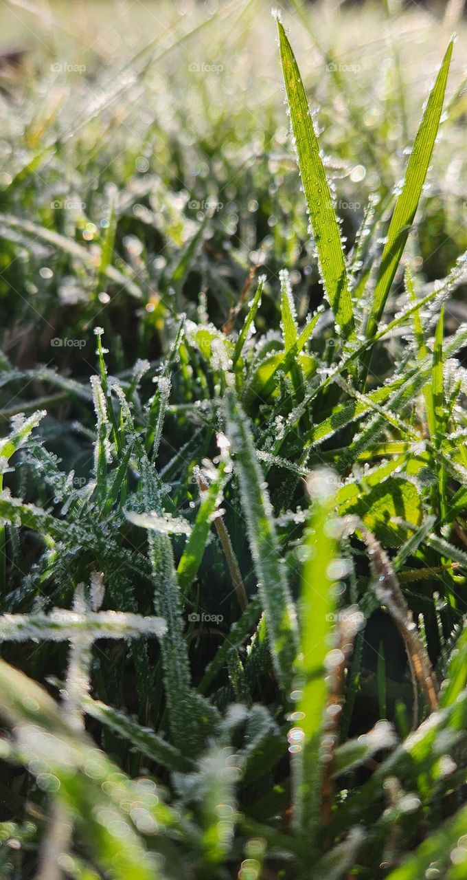 A Frosty November Morning