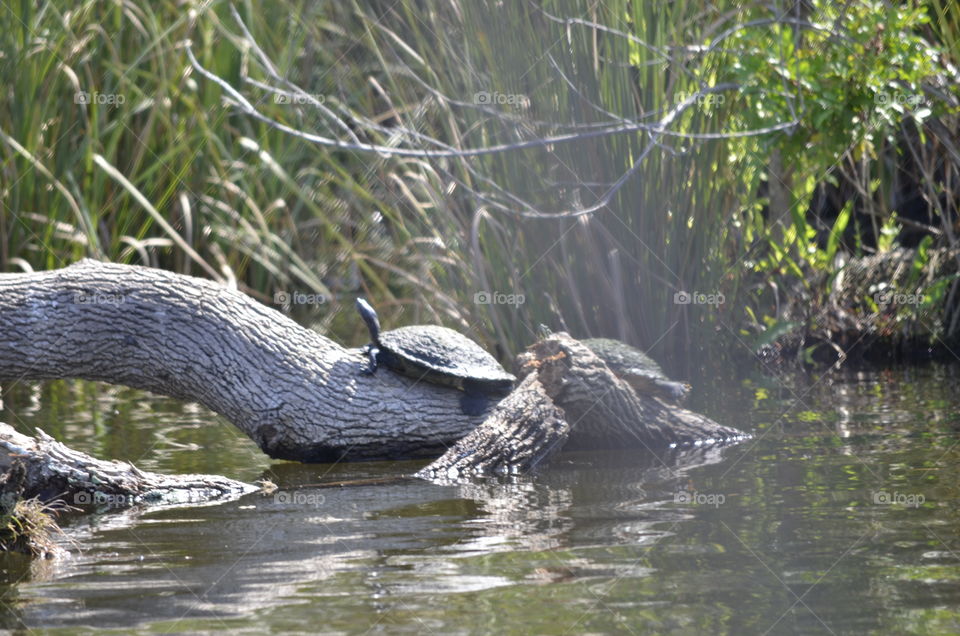 Turtle Sunbathing After a Dip