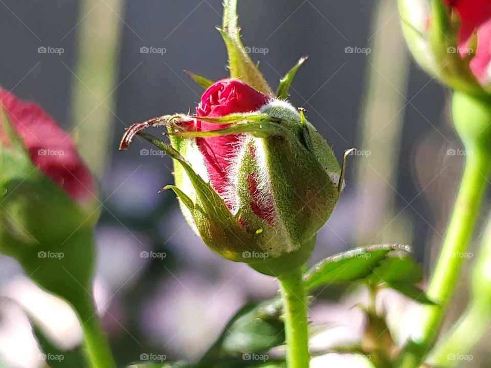 Miniature red roses getting ready to bloom in Spring.