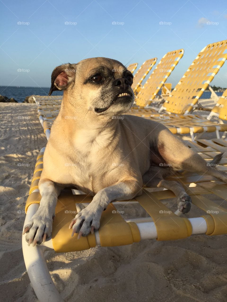 Meet ChooChoo the "Chug", a pug and chihuahua mix.  There is nothing more relaxing than spending time on the Florida Keys, on a lounge chair, the sunshine and spending time with the family.  