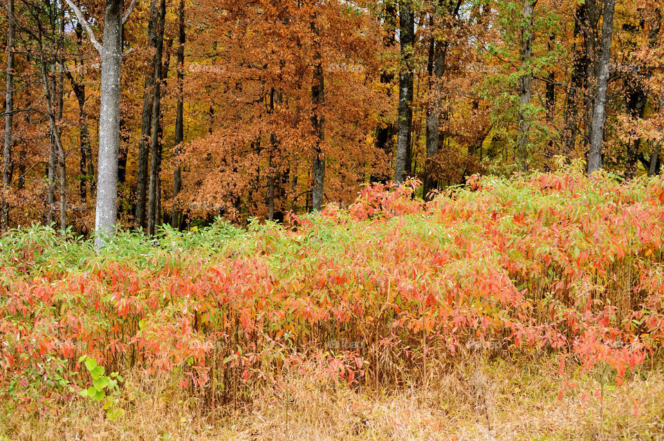 nature outdoors colors tree by refocusphoto