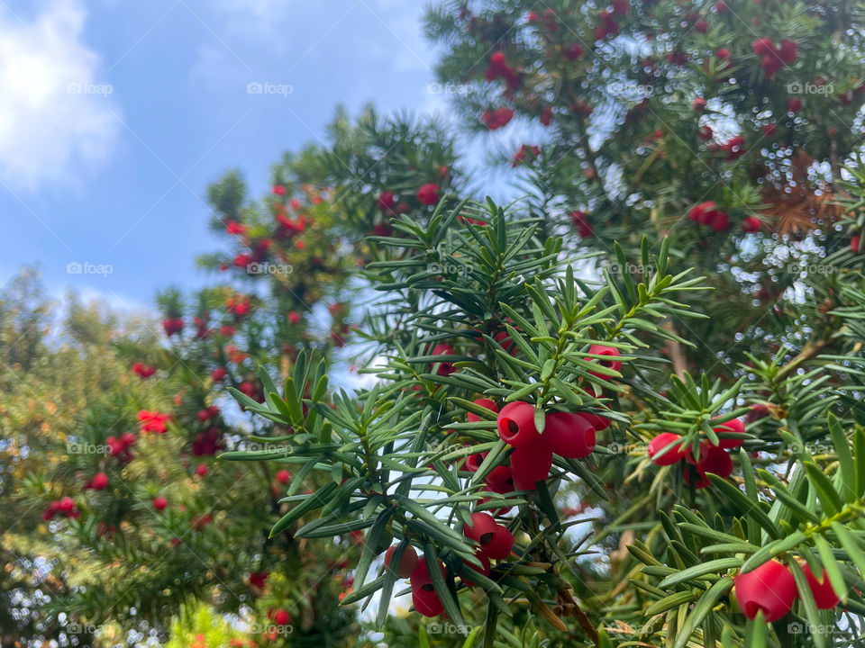 Yew berries and blue sky.