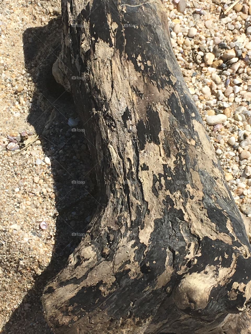 An old log found on the beach.