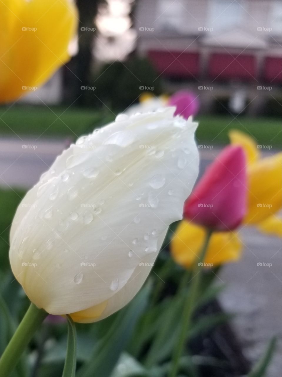 Spring Tulips and Spring Showers