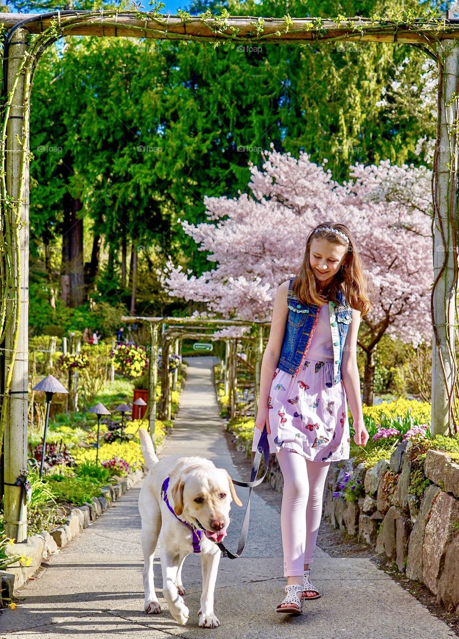 Springtime dog walk among colourful blooms and blossoms 