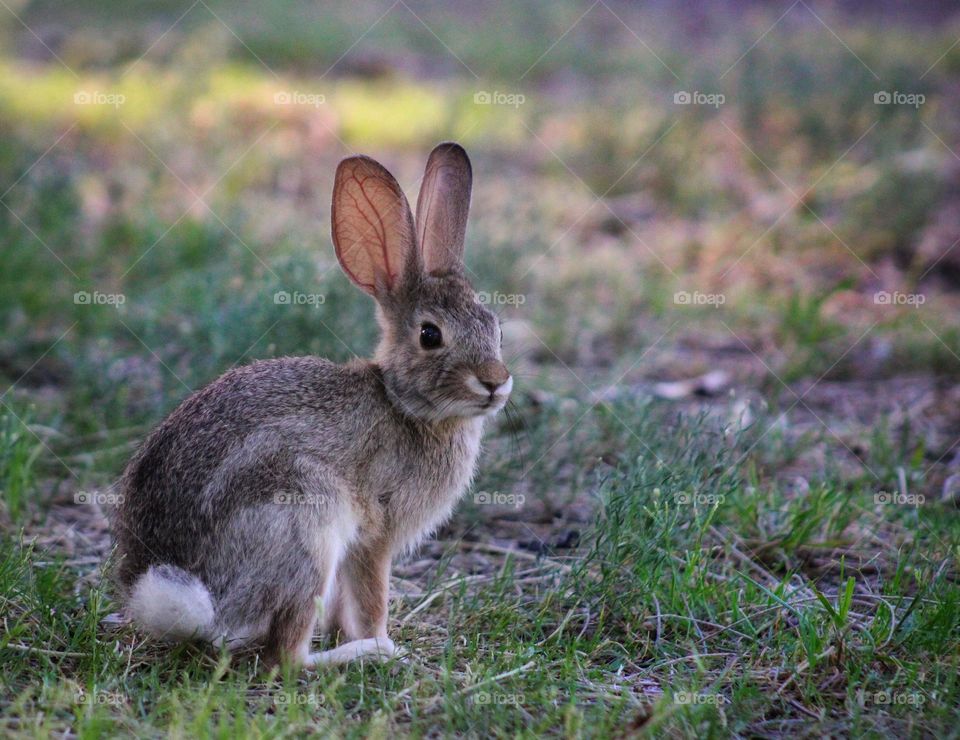 cottontail rabbit