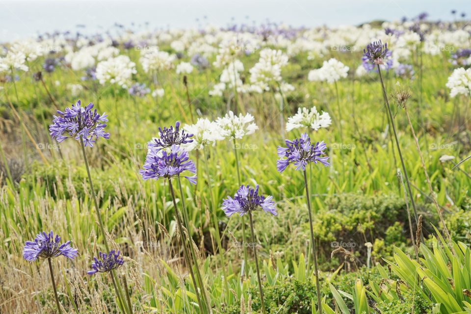 Wildflowers On The Coast Of Northern California
