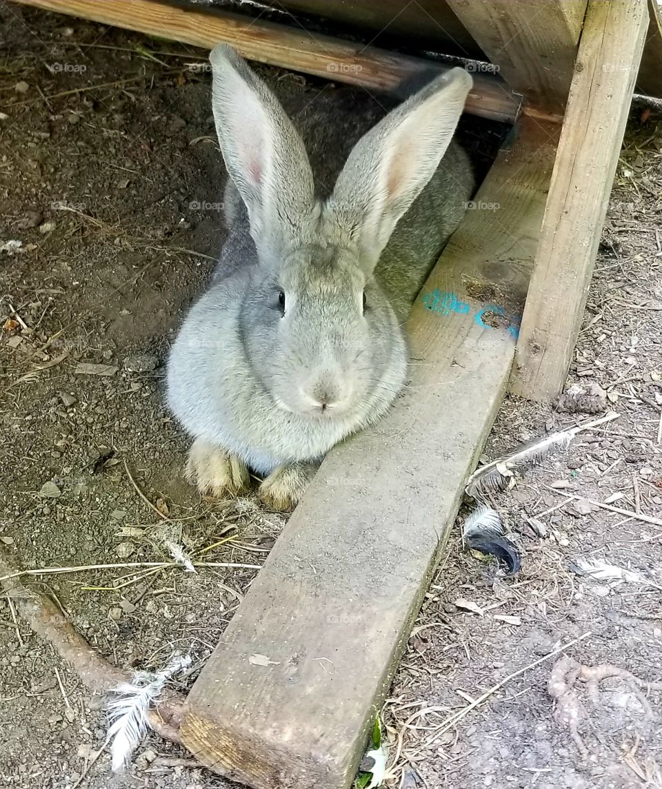 happy bunny