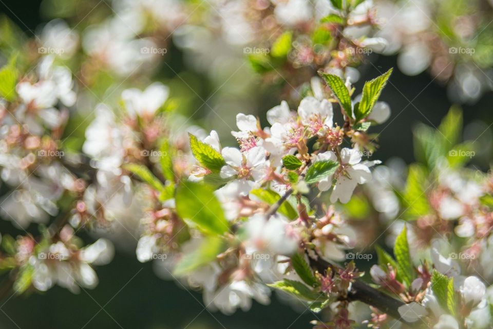 Apple flowers in bloom