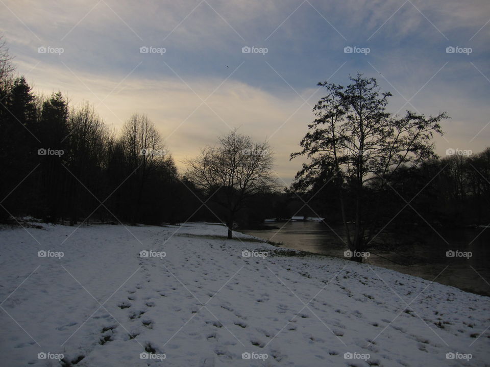 Winter, Snow, Tree, Landscape, Cold