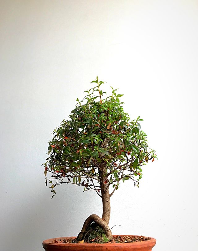 Bonsai plant against white wall