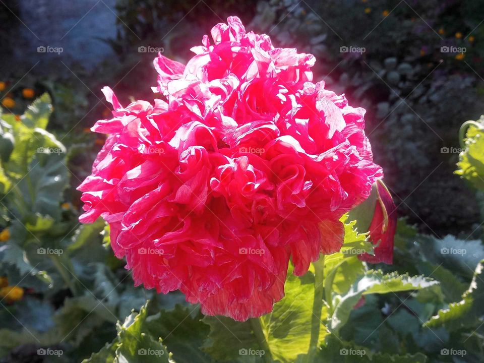 Pink Poppy Flower.