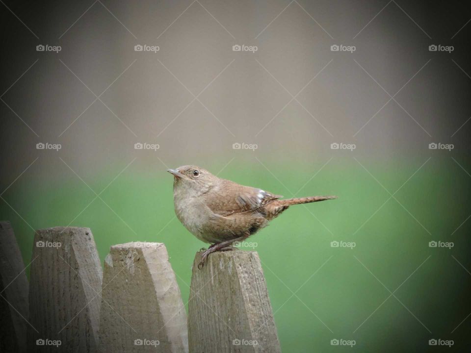 Bird, Wildlife, Nature, No Person, Little