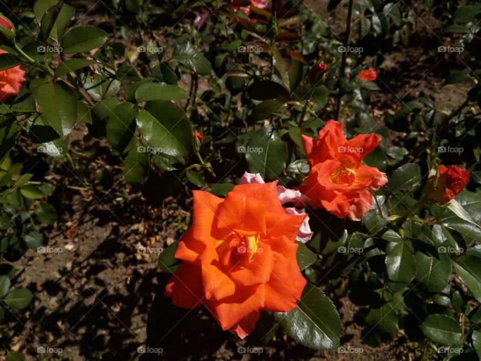 Orange roses