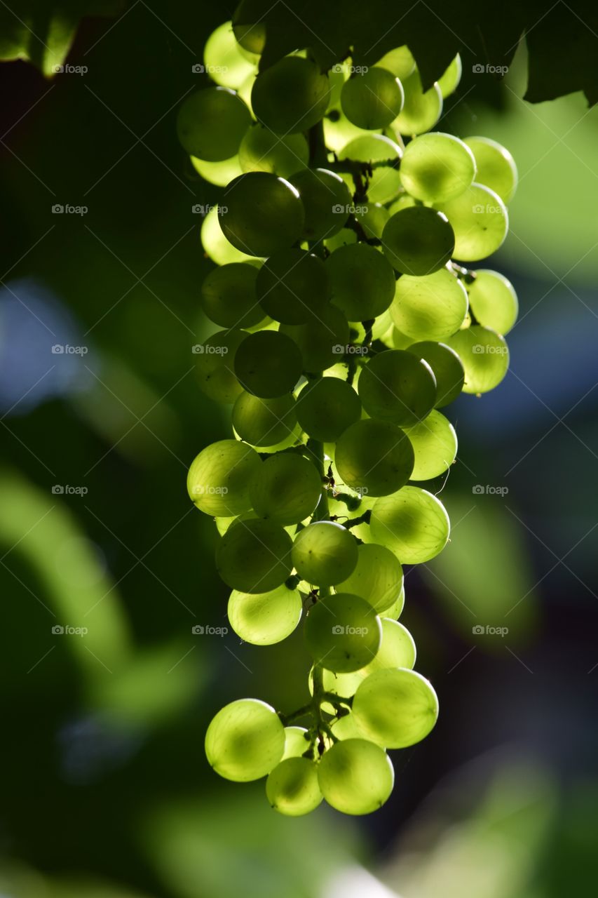 Bench of grapes in sunlight