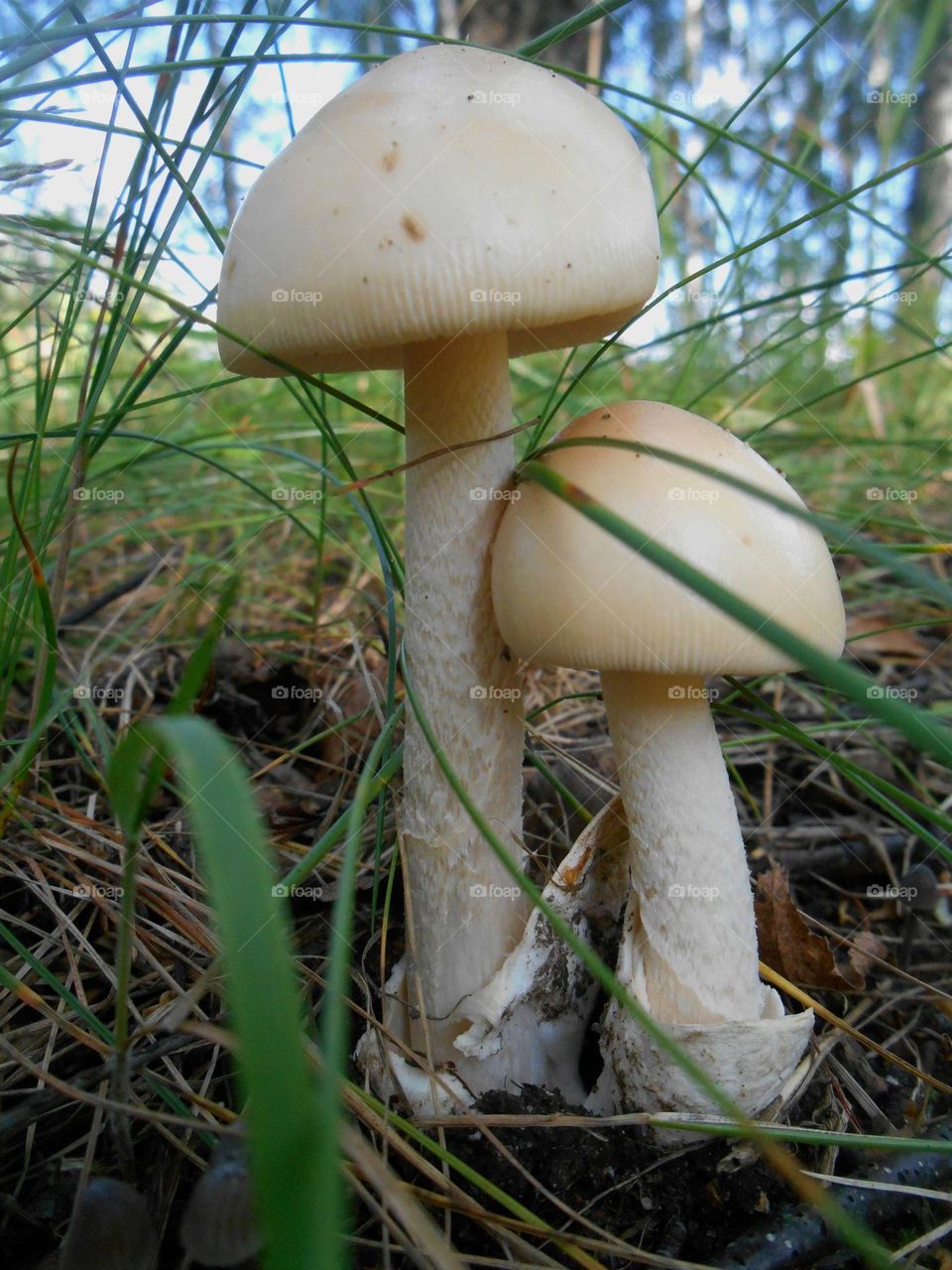 mushroom view from the ground