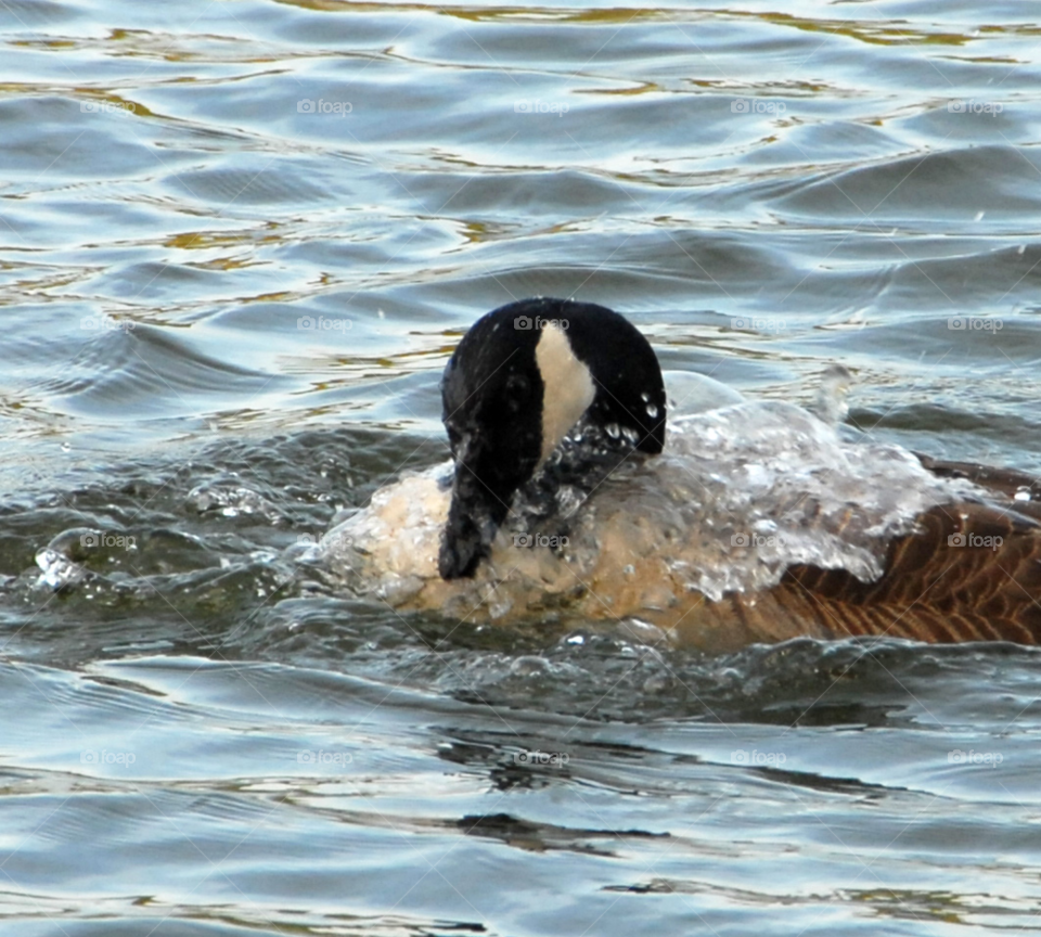 play water bird canada by lightanddrawing