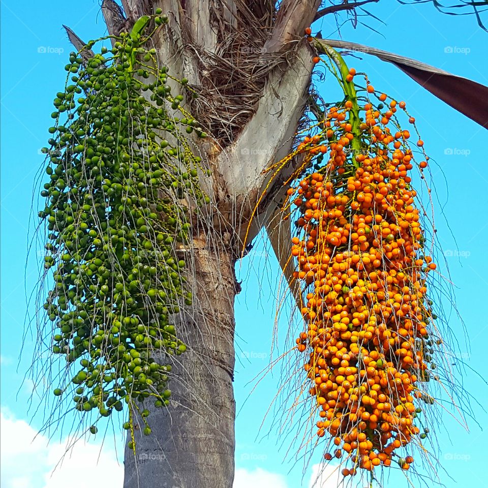 Tree, Nature, Flora, Summer, No Person