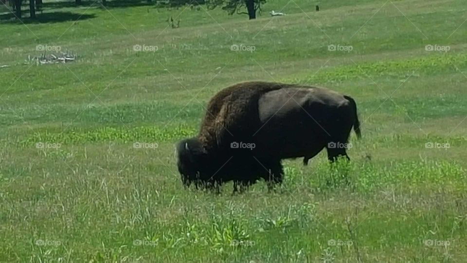 Buffalo