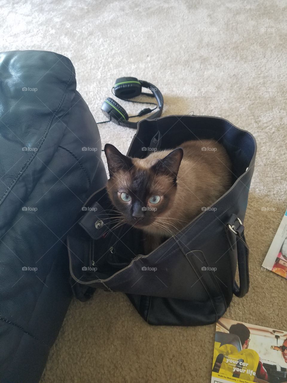 cute cat wants in the bag