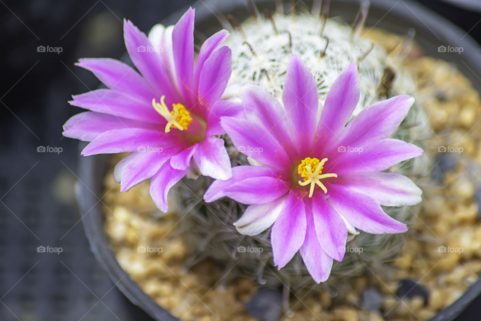 Pink flowers of castas That is blossoming in pots.